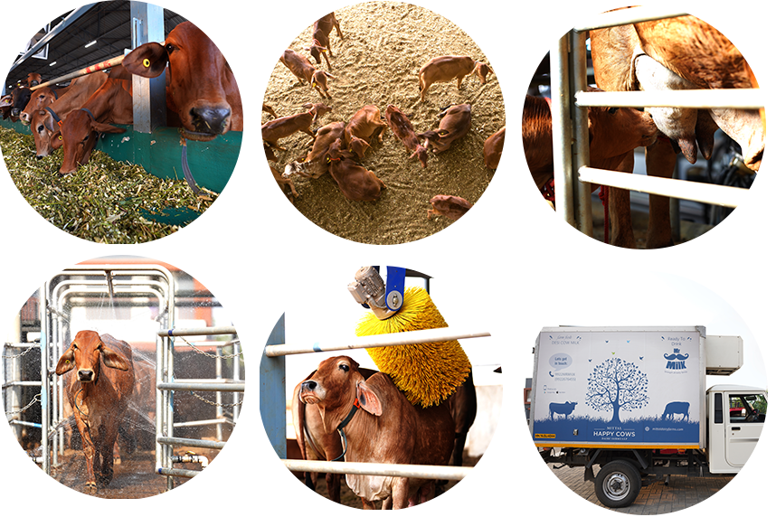 A2 Milk Price in Pune, Dairy Farm in Pune, Desi Cow Milk in Pune, Best A2 Milk in Pune, Cow Milk in Pune, Desi Cow Ghee in Pune, Buy Organic Milk Online, Pure Cow Milk in Pune, Organic A2 Milk in Pune, Cow Ghee in Pune, Online Milk Delivery in Pune, A2 Milk in Pune, A2 Milk Benefits, Cow Dairy Farm